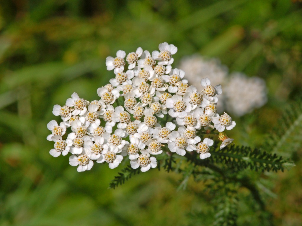 Achillea millefolium / Millefoglio comune